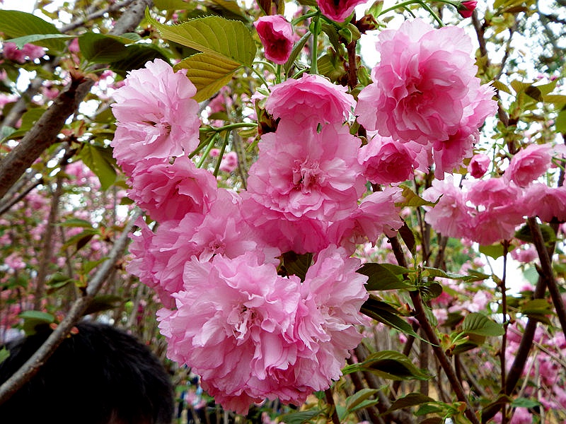 DSCF3629.jpg