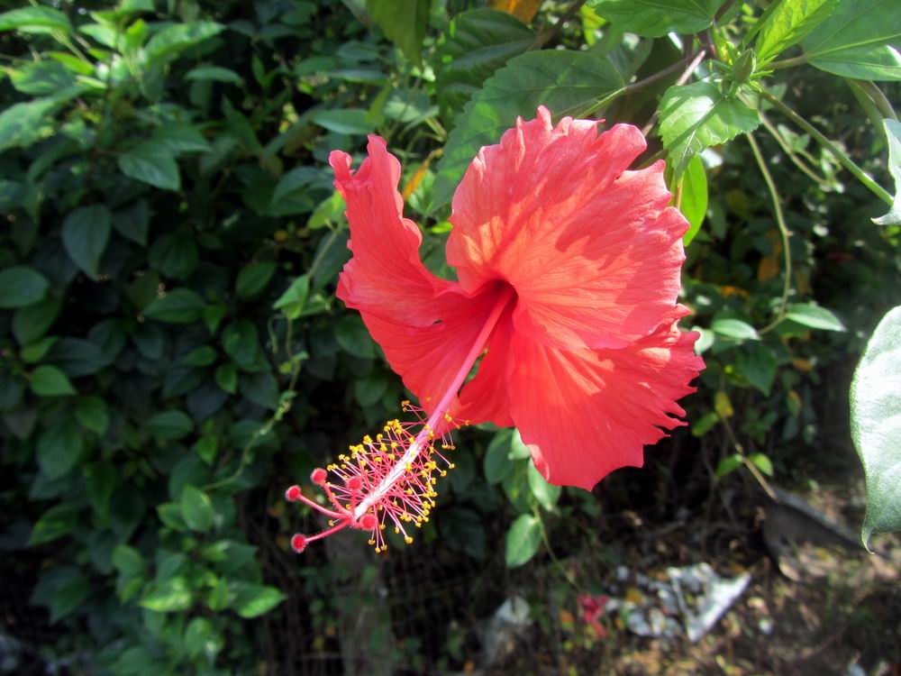 IMG_5658.JPG