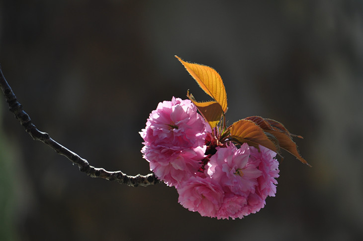DSC_0032_����.jpg
