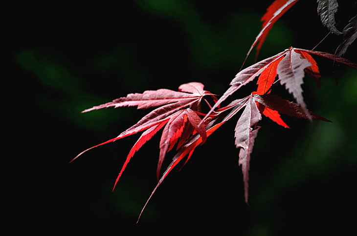 DSC_0507_����.jpg