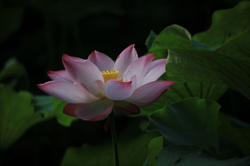 conew_img_9508.jpg