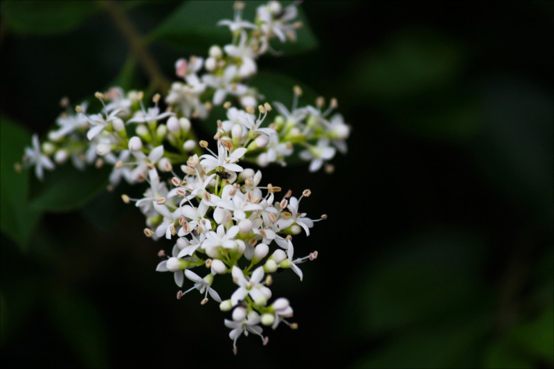 conew_img_7218.jpg