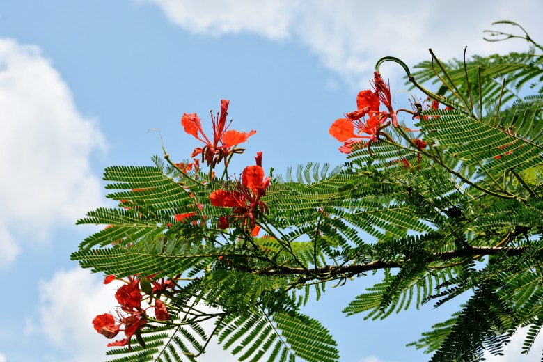 DSC_7446_conew1.jpg
