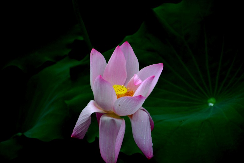 DSC_7195_conew1.jpg