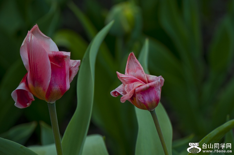 DSC_3855aa.jpg
