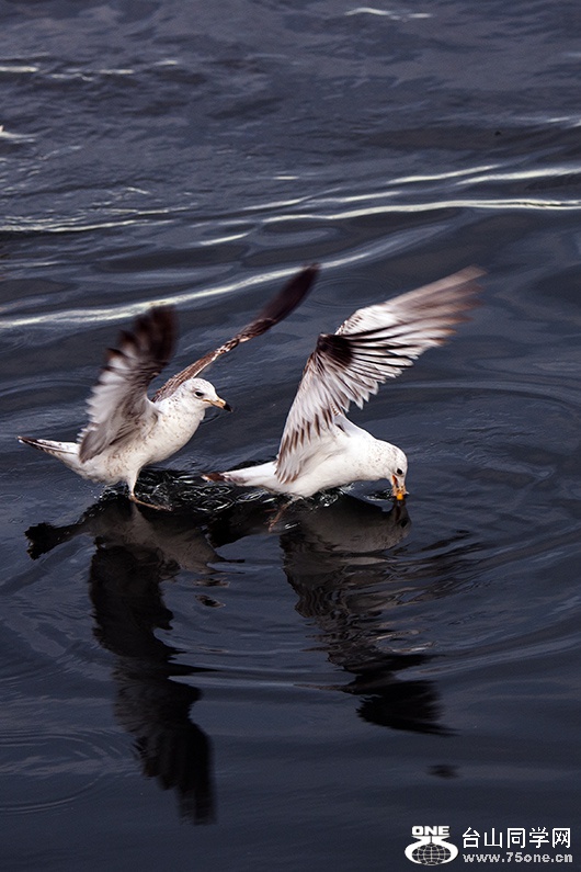 DSC_4267aa.jpg