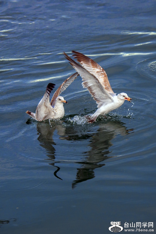 DSC_4268aa.jpg