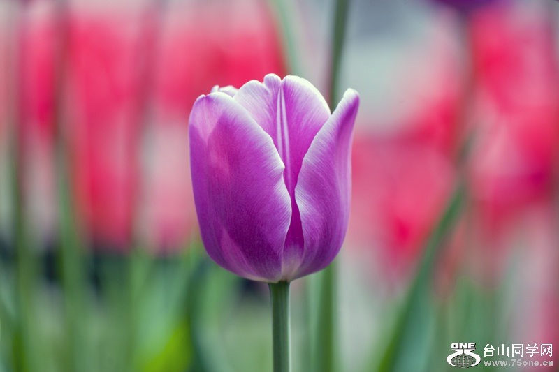 DSC_4855aa.jpg