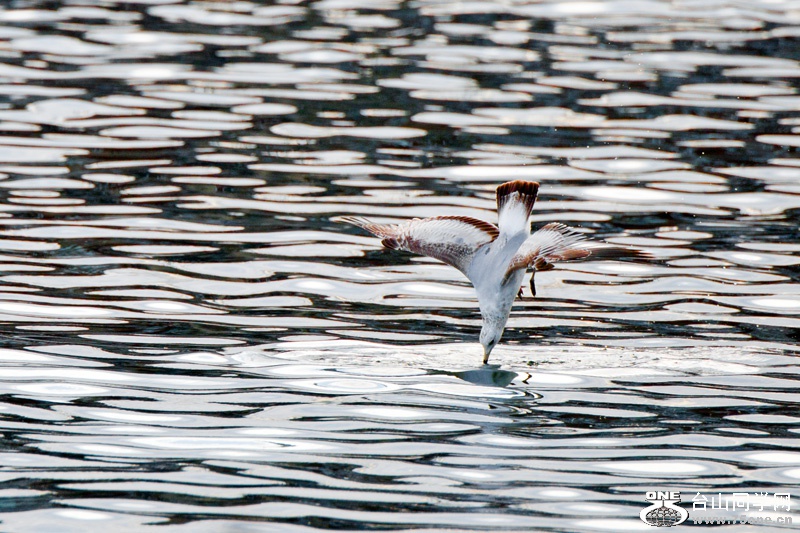 DSC_5132aa.jpg