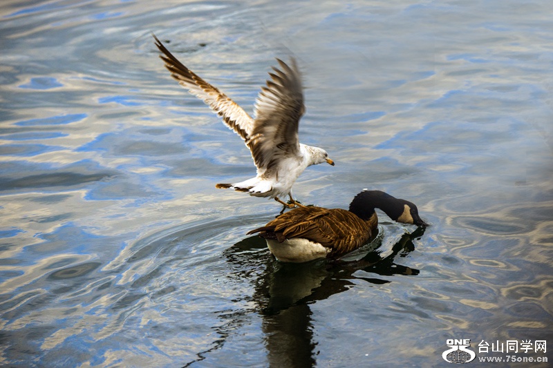DSC_4048aa.jpg