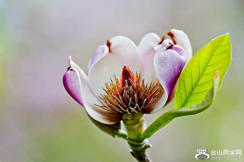 DSC_4850aa.jpg