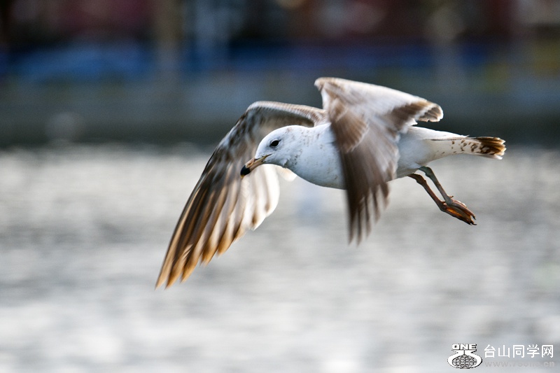 DSC_4980aa.jpg