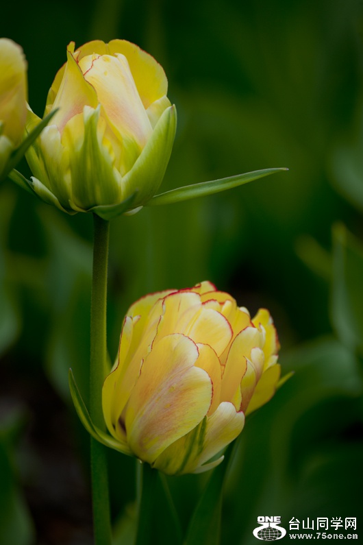 DSC_3823aa.jpg