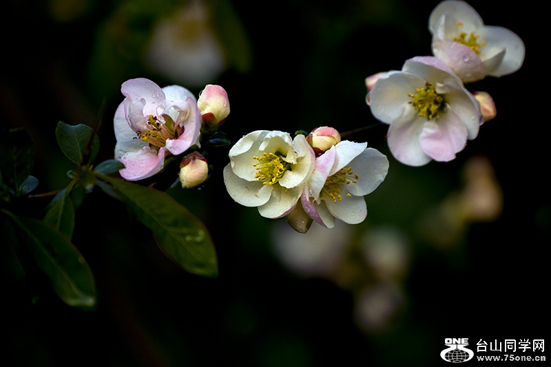 DSC_2498aa.jpg