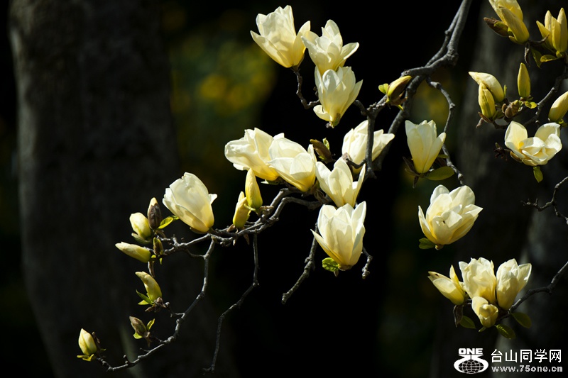 DSC_3729aa.jpg