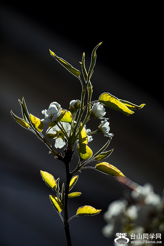DSC_3674aa.jpg