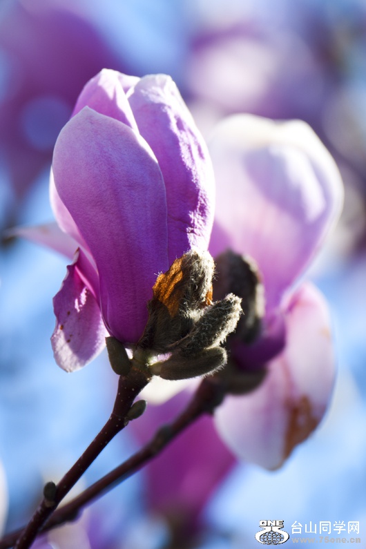 DSC_2959aa.jpg