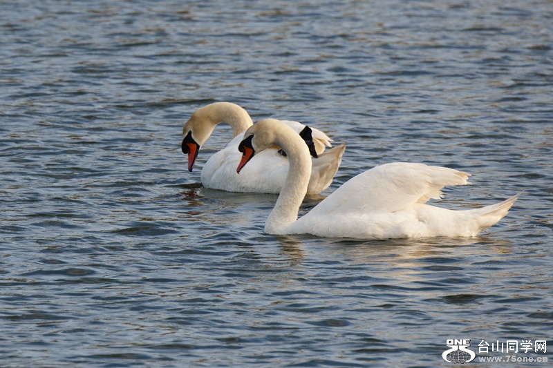 DSC_4912aa.jpg