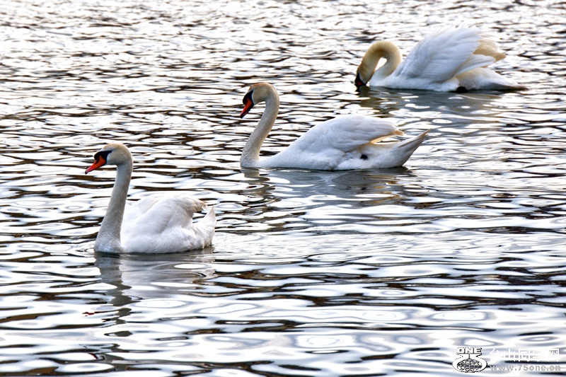 DSC_4952aa.jpg