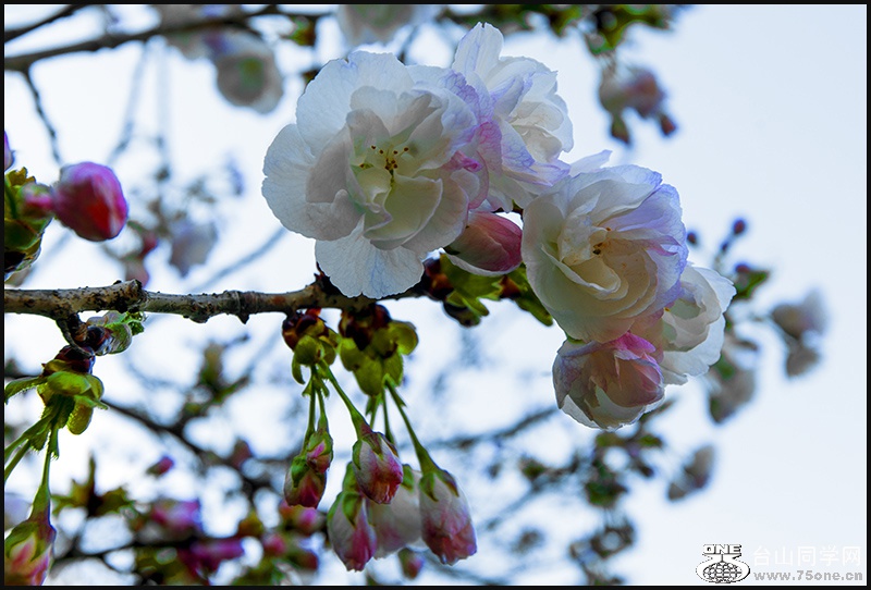 DSC_2795aa.jpg