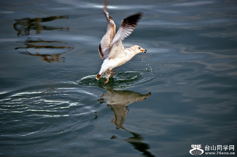 DSC_4254aa.jpg
