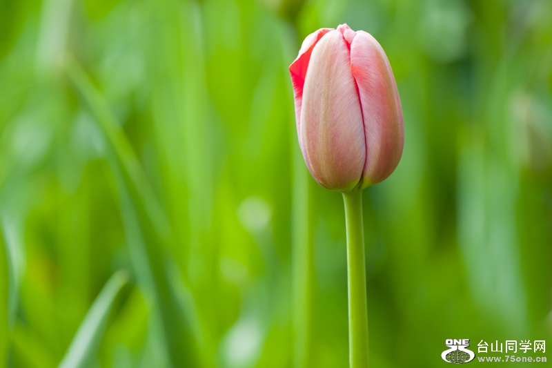 DSC_4859aa.jpg