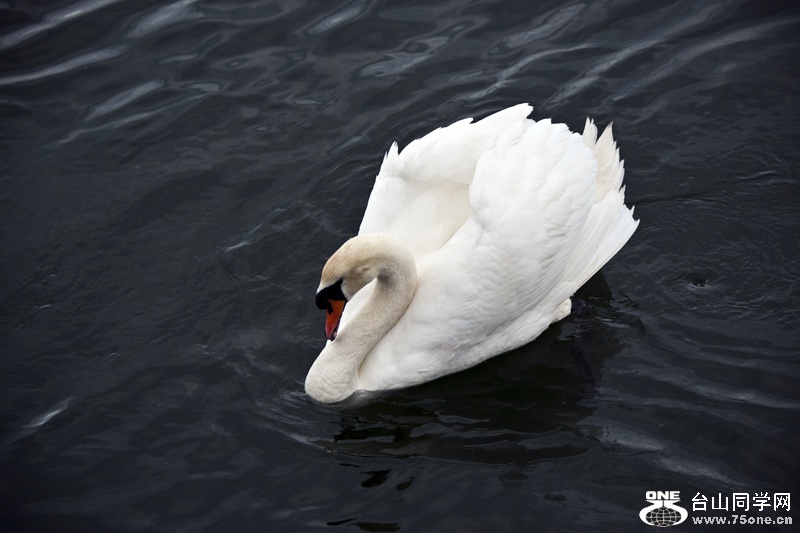 DSC_4099aa.jpg