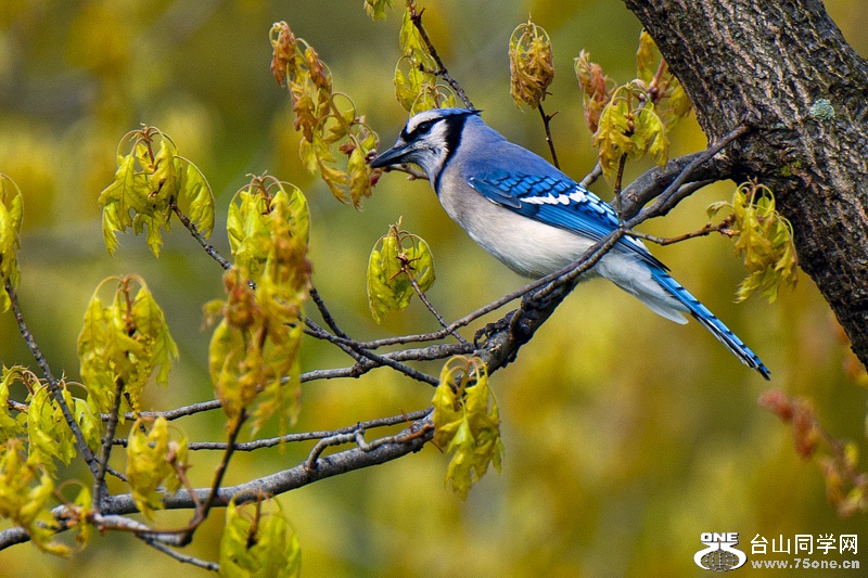 DSC_4646aa.jpg