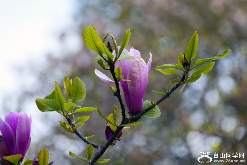 DSC_4852aa.jpg
