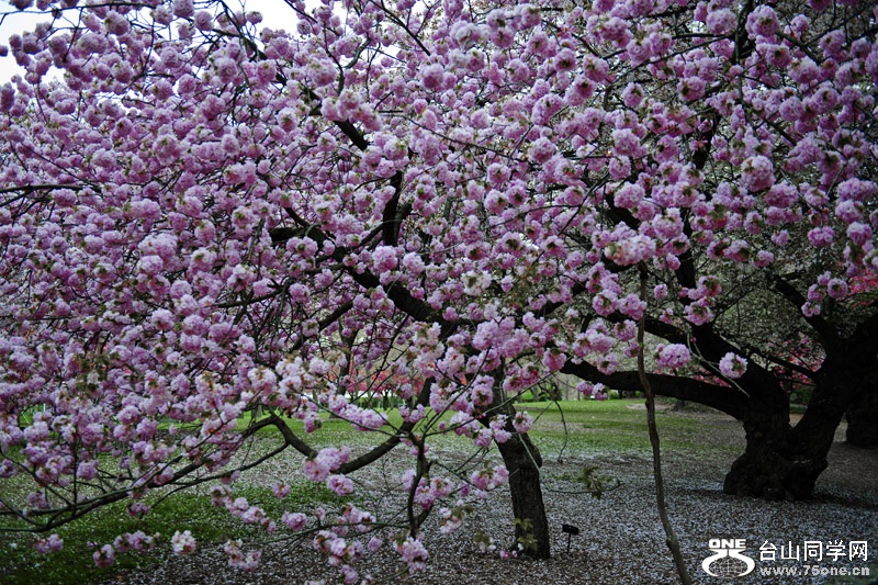 DSC_4596aa.jpg