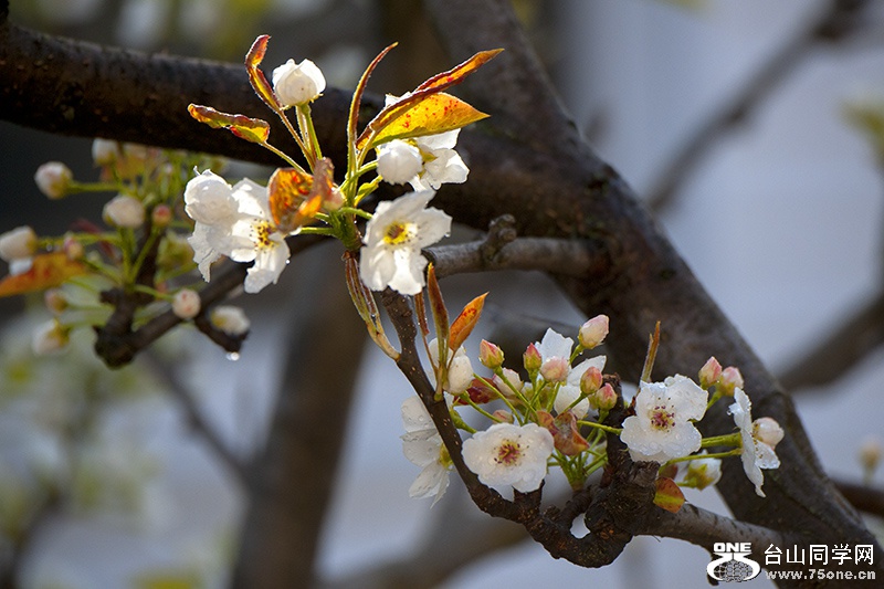 DSC_3658aa.jpg