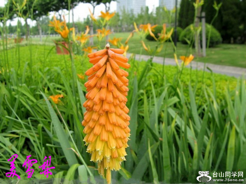 161_conew1.jpg