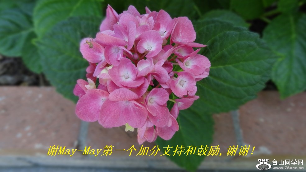 谢May-May第一个加分支持和鼓励,谢谢!.jpg
