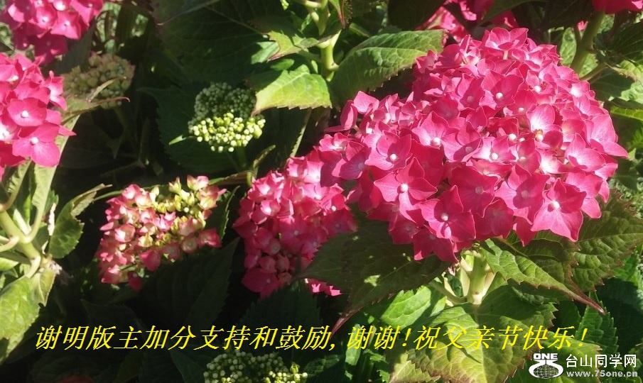 谢明版主加分支持和鼓励,谢谢!祝父亲节快乐!.jpg
