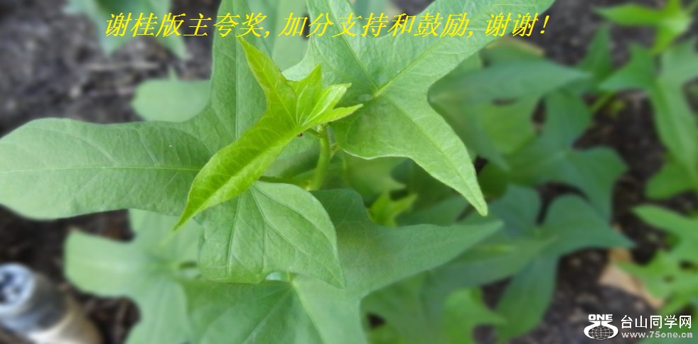 谢桂版主夸奖,加分支持和鼓励,谢谢!.jpg