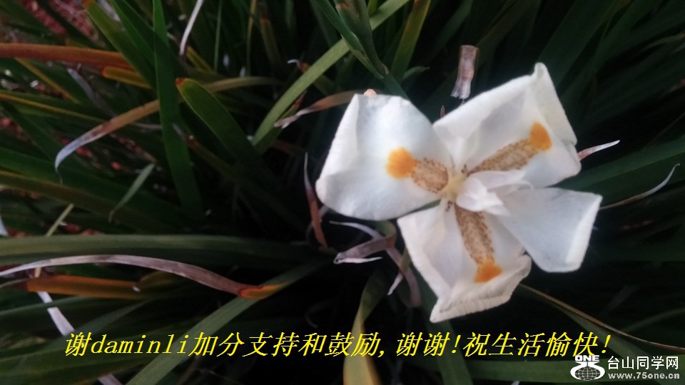 谢daminli加分支持和鼓励,谢谢!祝生活愉快!.jpg