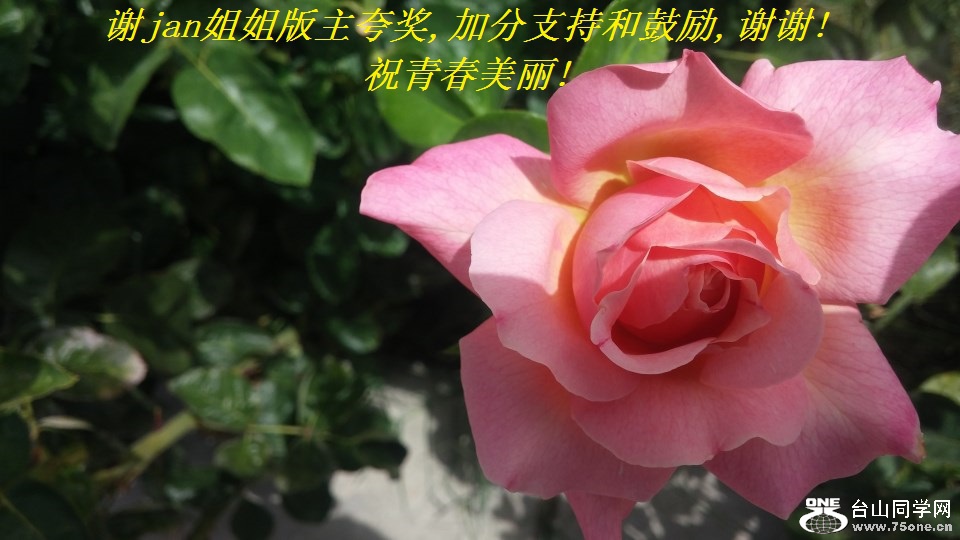 谢jan姐姐版主夸奖,加分支持和鼓励,谢谢!祝青春美丽!.jpg