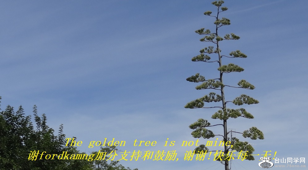 The golden tree is not mine,лfordkamngӷֺ֧͹,лл!ÿһ!.jpg