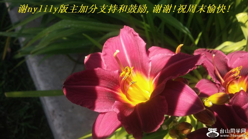 谢nylily版主加分支持和鼓励,谢谢!祝周末愉快!.jpg