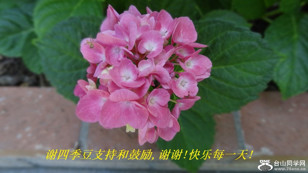 谢四季豆支持和鼓励,谢谢!快乐每一天!.jpg