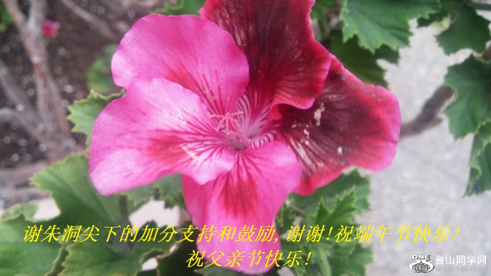 谢朱洞尖下的加分支持和鼓励,谢谢!祝端午节快乐!祝父亲节快乐!.jpg