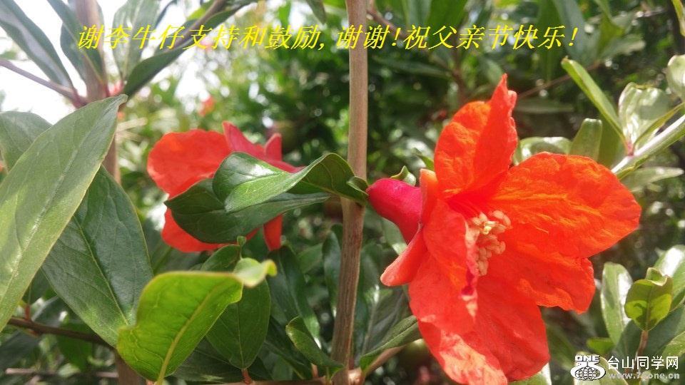 谢李牛仔支持和鼓励,谢谢!祝父亲节快乐!.jpg