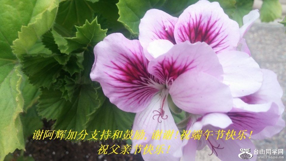 谢阿辉加分支持和鼓励,谢谢!祝端午节快乐!祝父亲节快乐!.jpg
