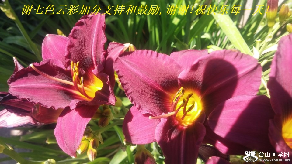 谢七色云彩加分支持和鼓励,谢谢!祝快乐每一天!.jpg