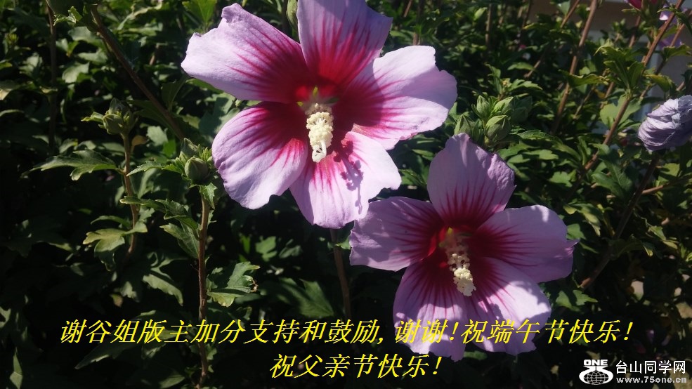 谢谷姐版主加分支持和鼓励,谢谢!祝端午节快乐!祝父亲节快乐!.jpg
