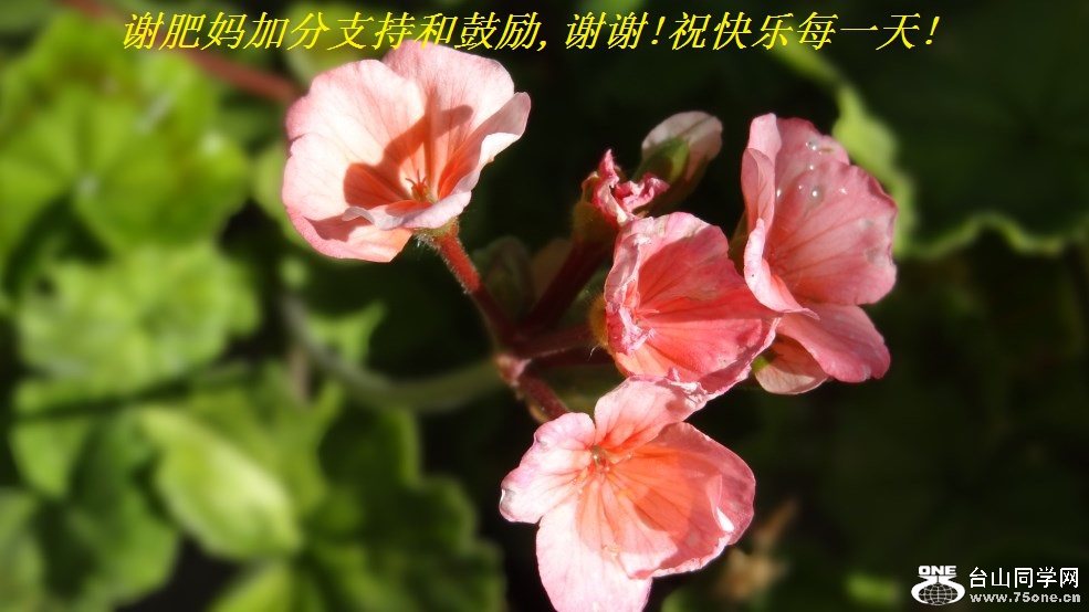 谢肥妈加分支持和鼓励,谢谢!祝快乐每一天!.jpg