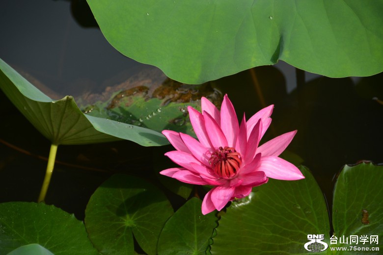 DSC_7184_conew1.jpg