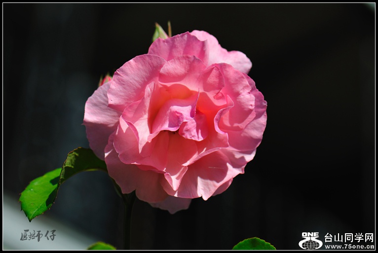 DSC_2380_.jpg