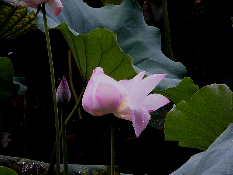 DSC_0013.jpg