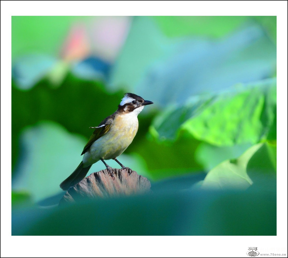 DSC_0211_conew1.jpg
